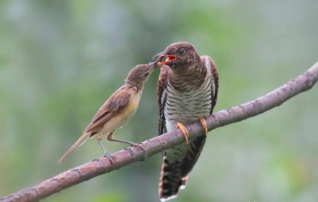 杜鹃鸟鸠占鹊巢的解释搞笑,鸠占鹊巢杜鹃鸟比鸟妈妈还大