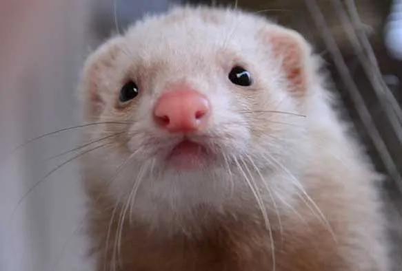 貂可以带出去遛吗,貂可以戴在身上养吗