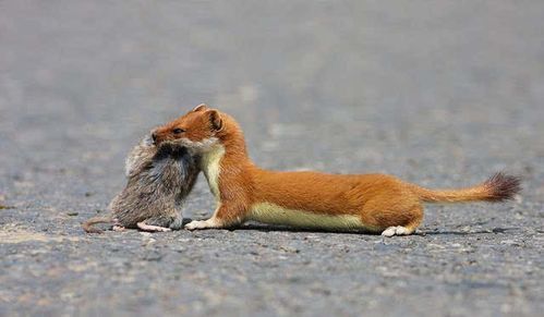 黄鼠狼在超市偷东西,黄鼠狼进超市偷东西