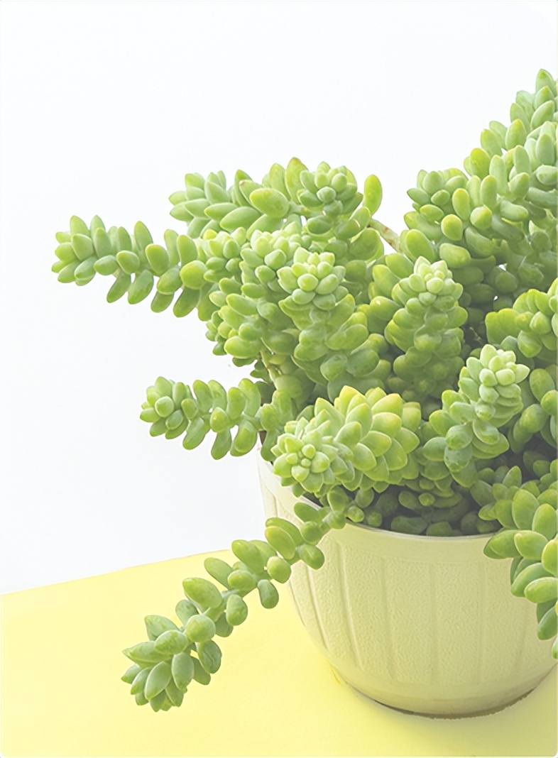 成长是一种美丽的痛作文12篇,成长的滋味优秀作文三篇