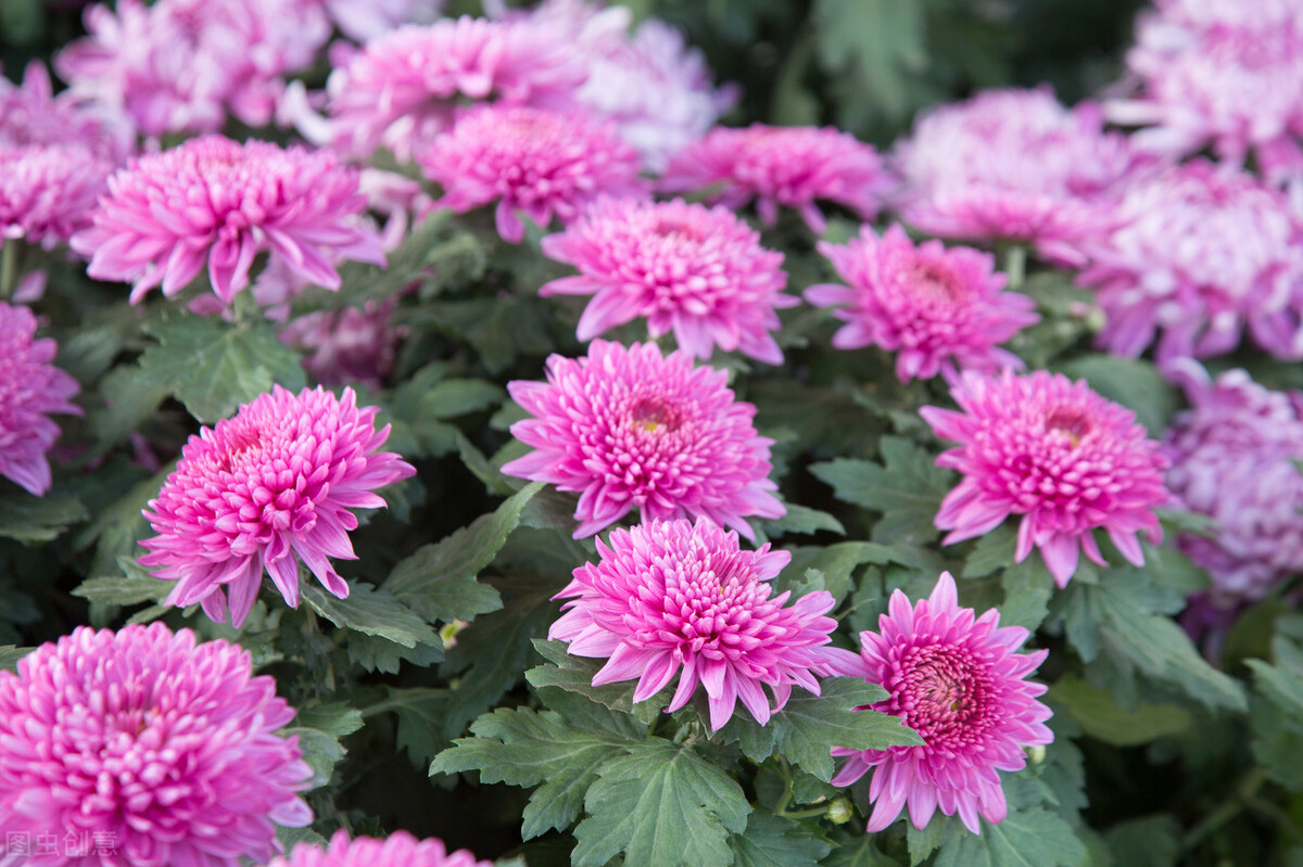 菊花几种主要病害的防治方法