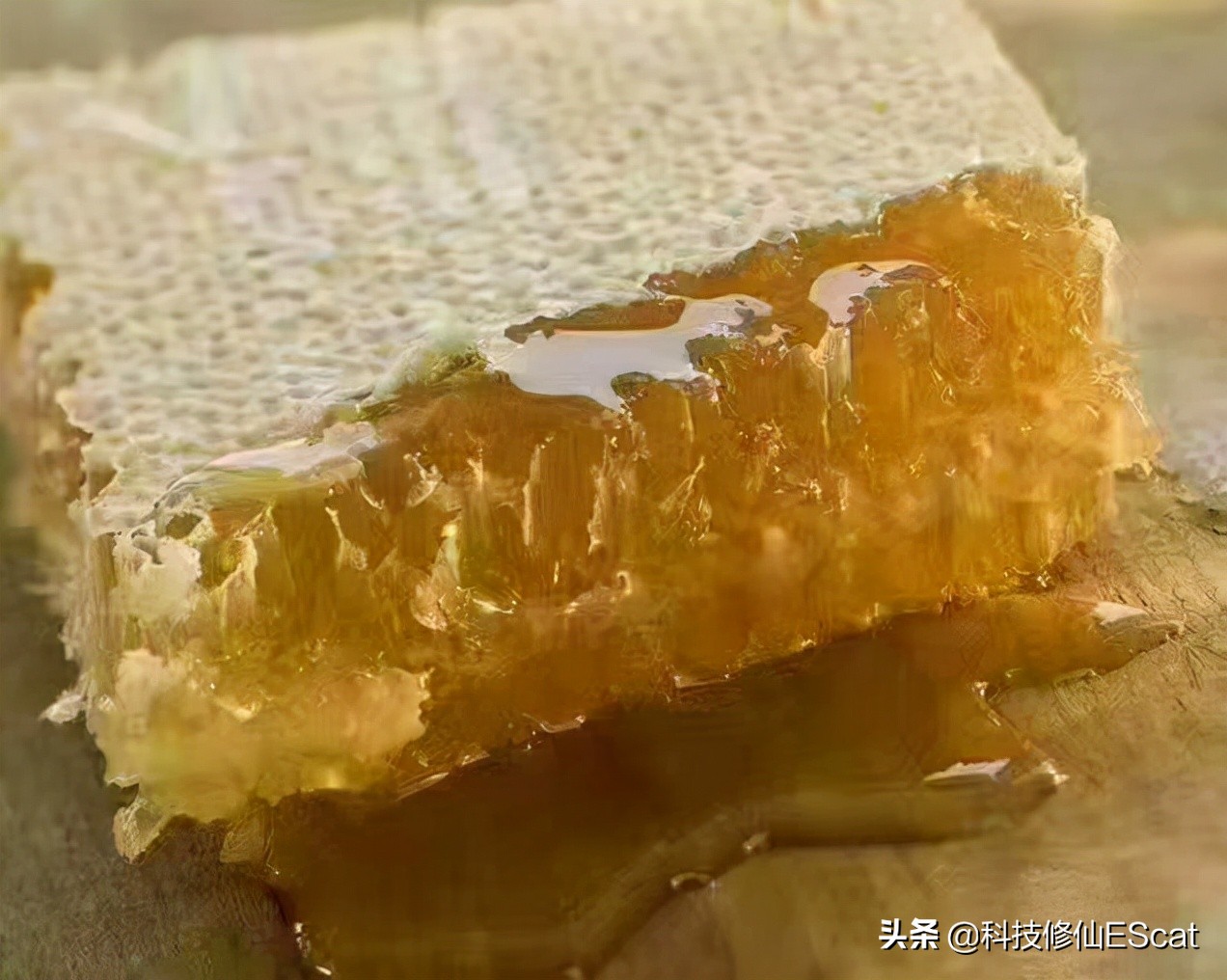 神奇！一种蜜蜂进化出咬肉的牙齿！蜜蜂改吃肉了？还有蜂蜜吃吗？