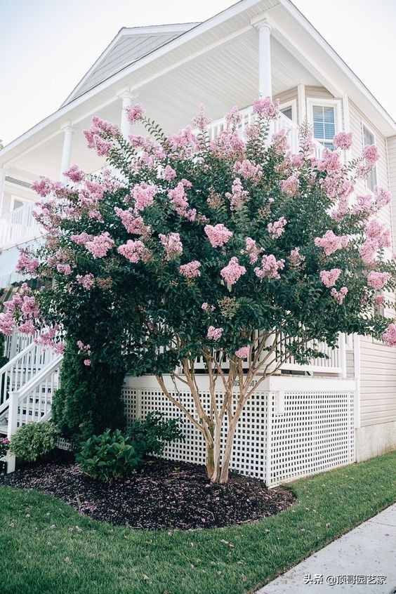 庭院中种什么树最好,庭院栽什么树最旺宅
