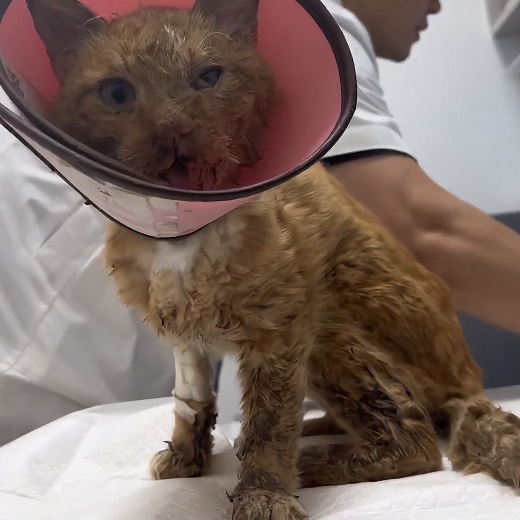 流浪猫眼睛受伤覆盖了一层蓝膜,流浪猫眼睛被糊