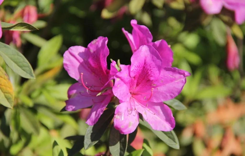 红苞喜林芋对猫咪有毒吗,什么植物对猫咪有毒