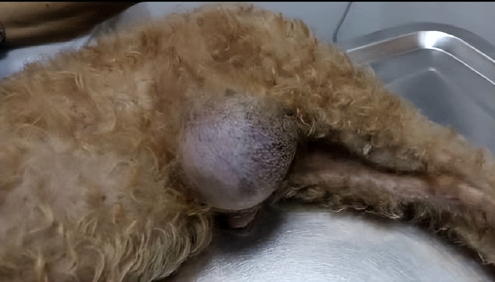 公狗被绝育后去宠物医院报仇,被绝育的狗狗