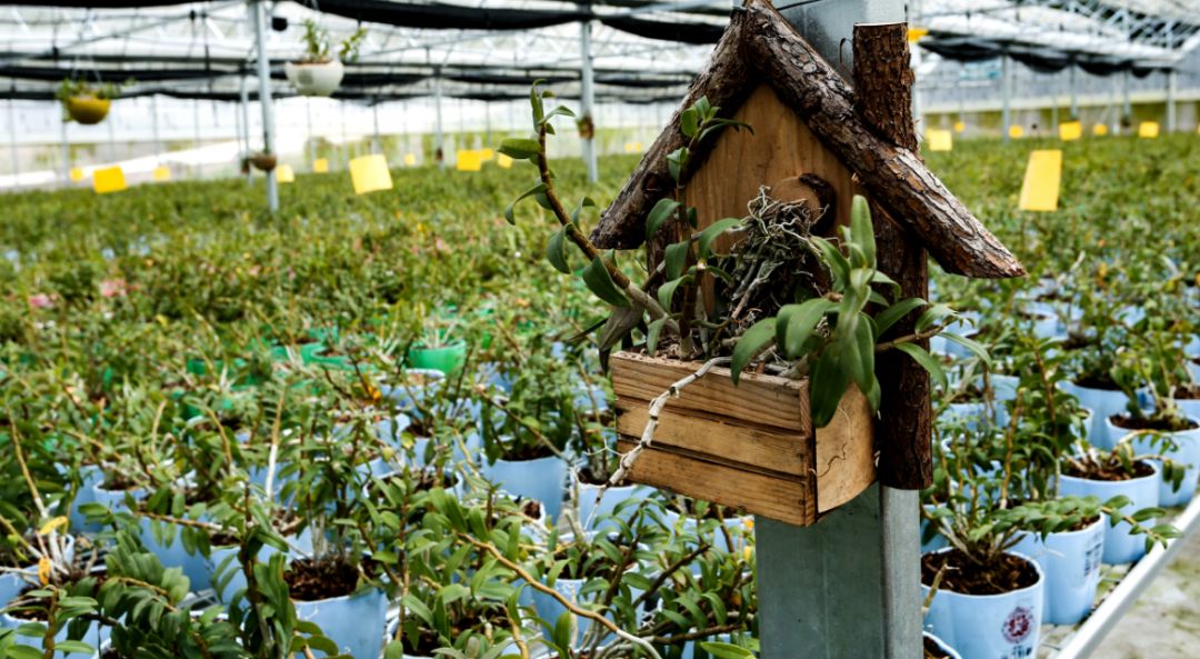 成都五天四晚游团,成都7天6晚团游
