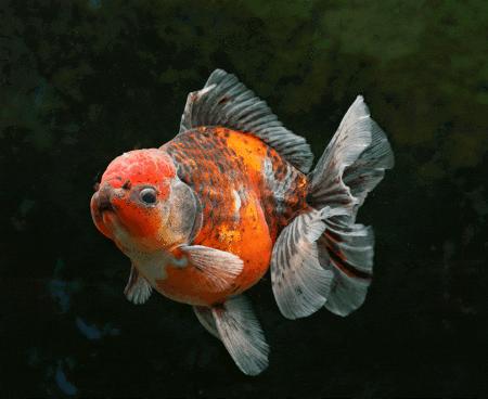 月游闽侯│七月-塘里洋里春园鲤,沉浸闽侯清凉里!