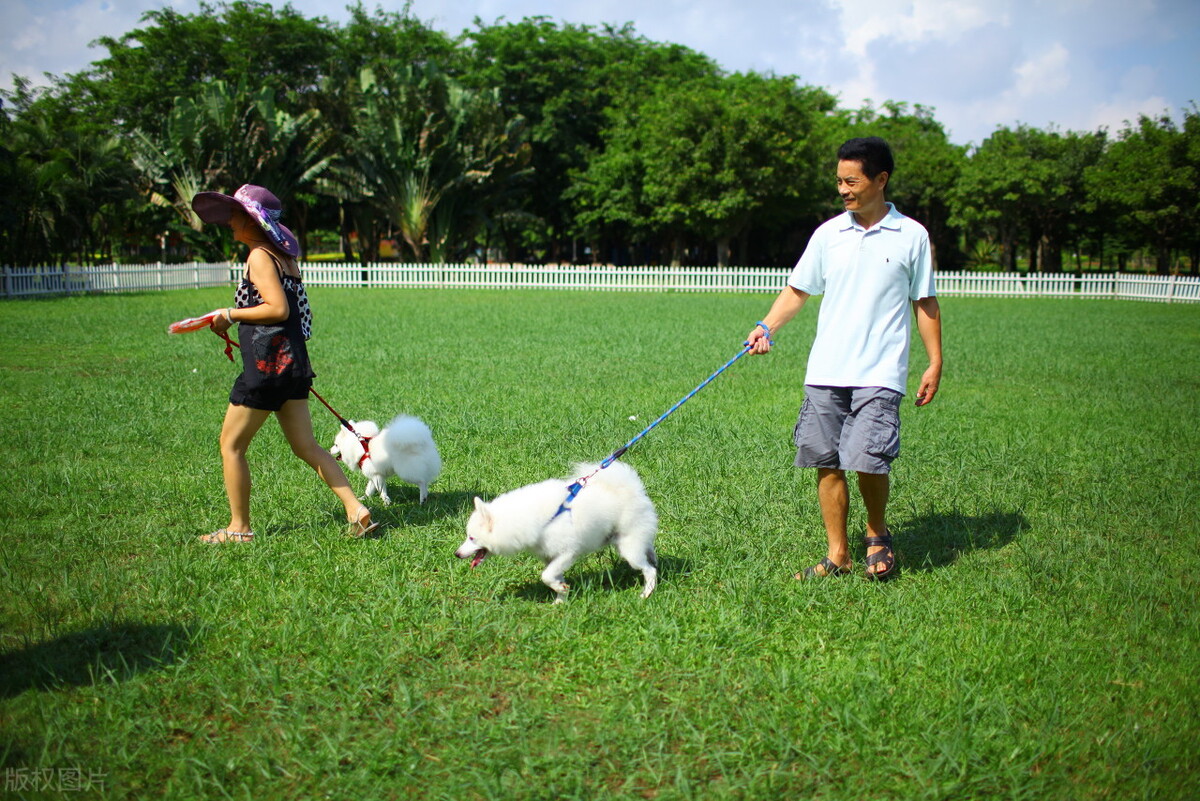养狗一定要每天遛狗吗,养狗一定要天天遛狗吗