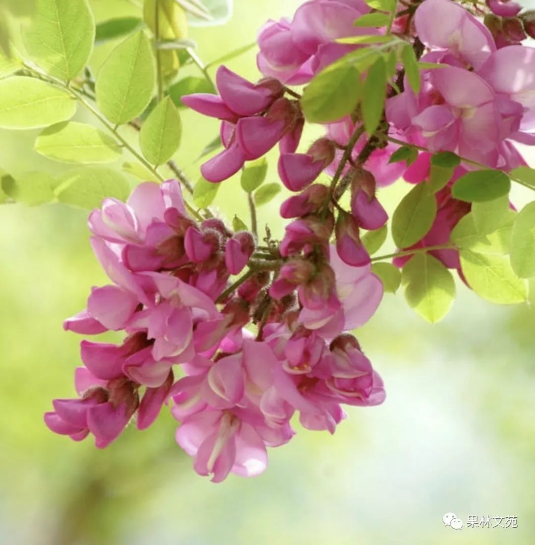 怀念槐花的诗句,五律咏槐花