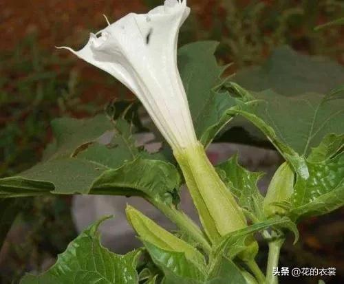 曼陀罗的果实是哪样的,曼陀罗的果子像什么样