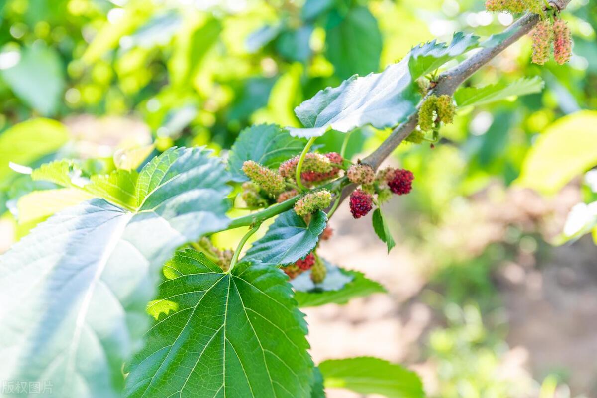 五树进宅人穷家败有什么说法,五树进宅人穷家败的寓意