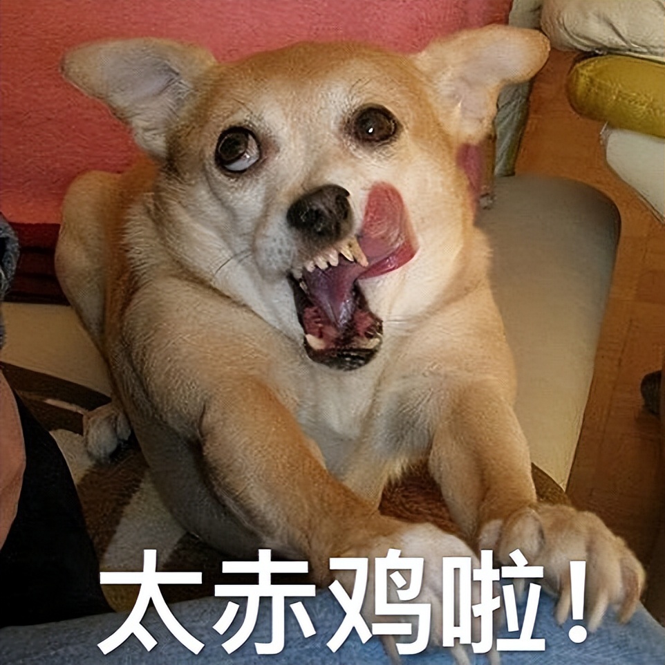 泰迪狗狗泪痕严重怎么去除小妙招,狗狗有泪痕吃什么食物好