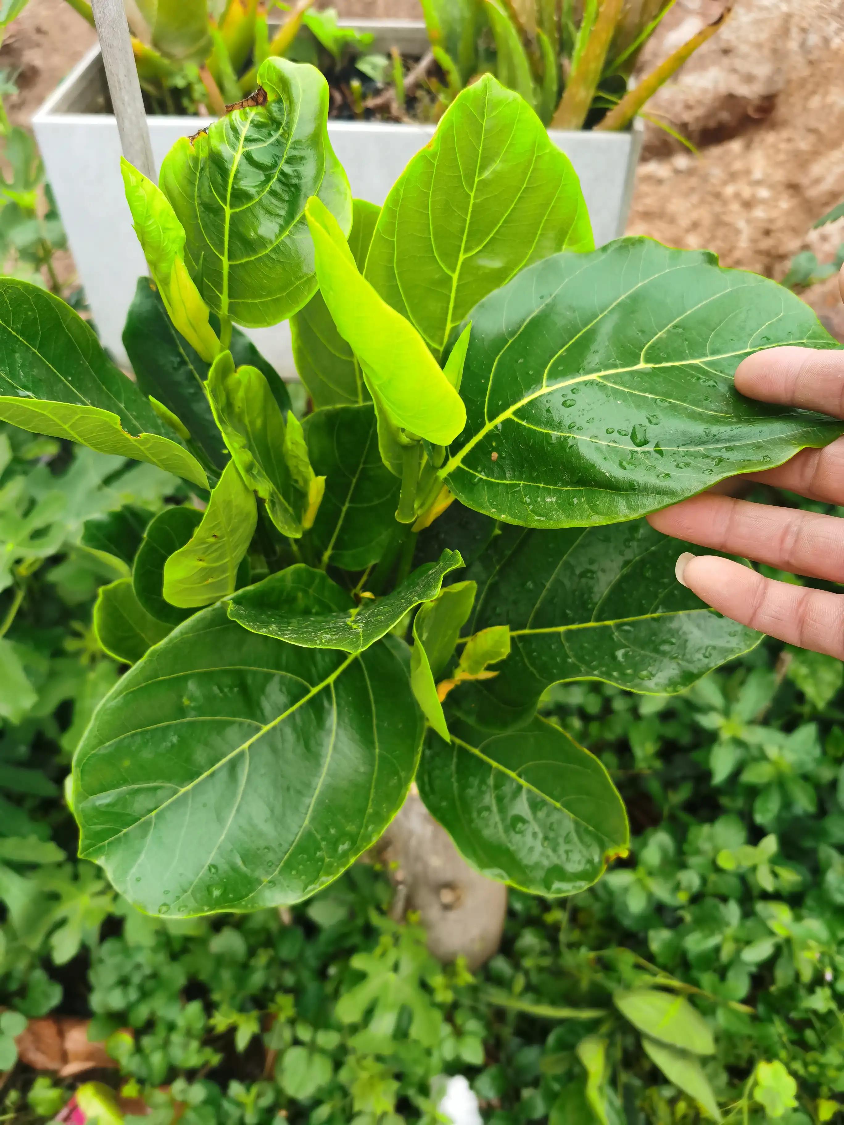 万能的头条帮忙鉴定一下菠萝蜜是哪个品种