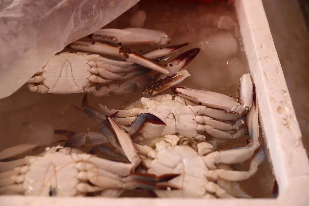 第一批东海梭子蟹抵达上海,预制菜梭子蟹