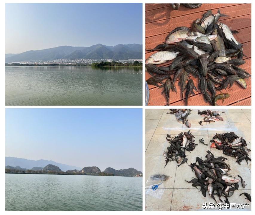 水生外来物种入侵防控工作方案,水生动物防疫