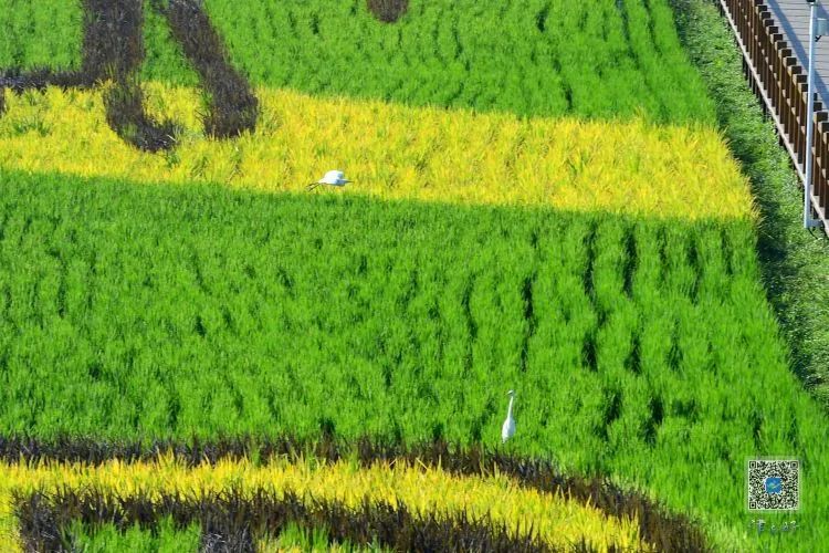 创文后家乡的变化,津南区创文成功了么