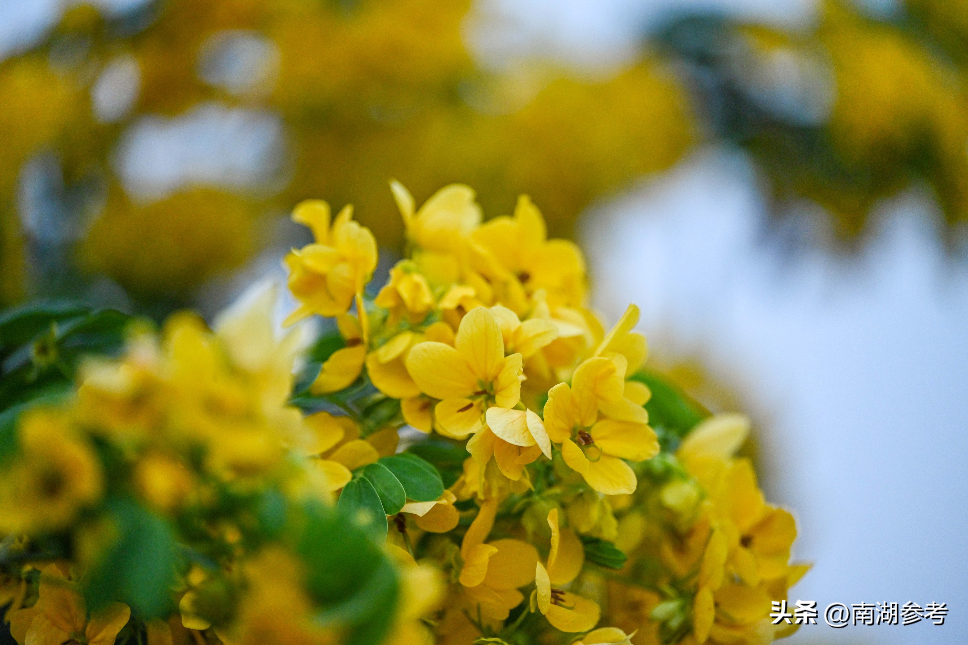 满目鲜花灿烂才是春天该有的样子,满目黄花遍地金
