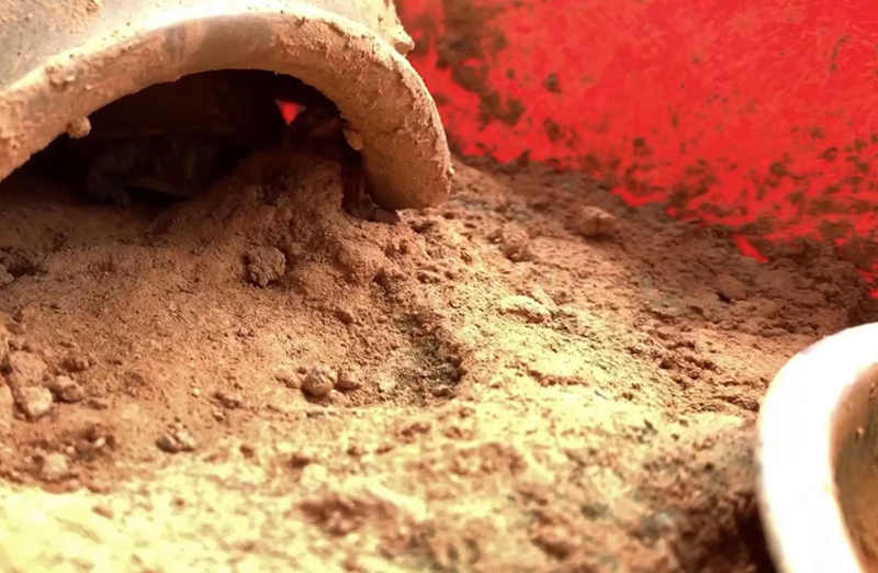 黄缘龟怎么培养,黄缘龟和黄缘闭壳龟有什么区别