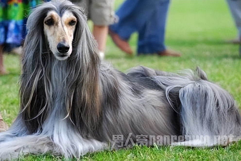 什么品种的狗狗适合有孩子家庭养,狗狗品种大全及图片拉布拉多