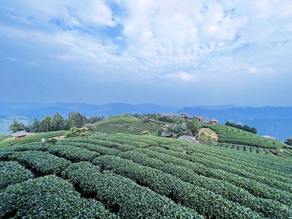 三江侗族景区,三江县黄金产茶区新闻