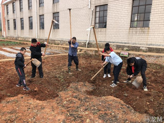 小学劳动教育简报,云南省曲靖市马龙区鸡头村小学