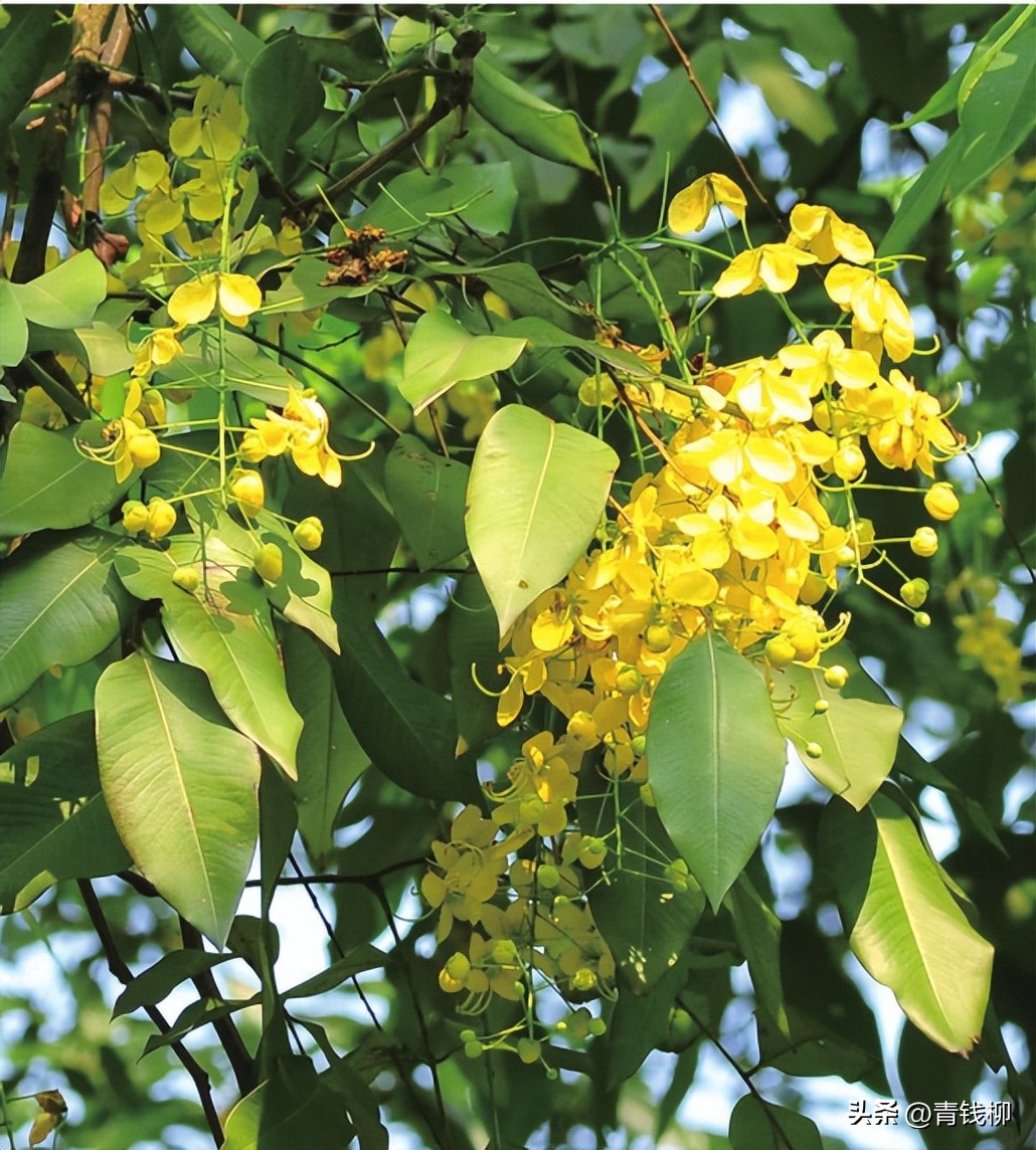 独家揭秘南国花城夏季四季惊艳