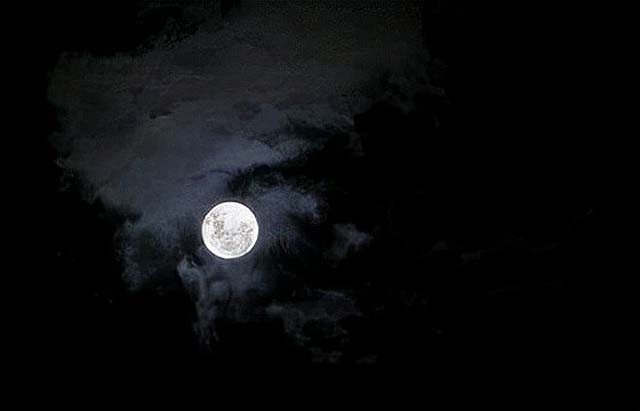 96年海南巨蟒为报恩甘愿当保姆,巨蟒为报恩守护十几年