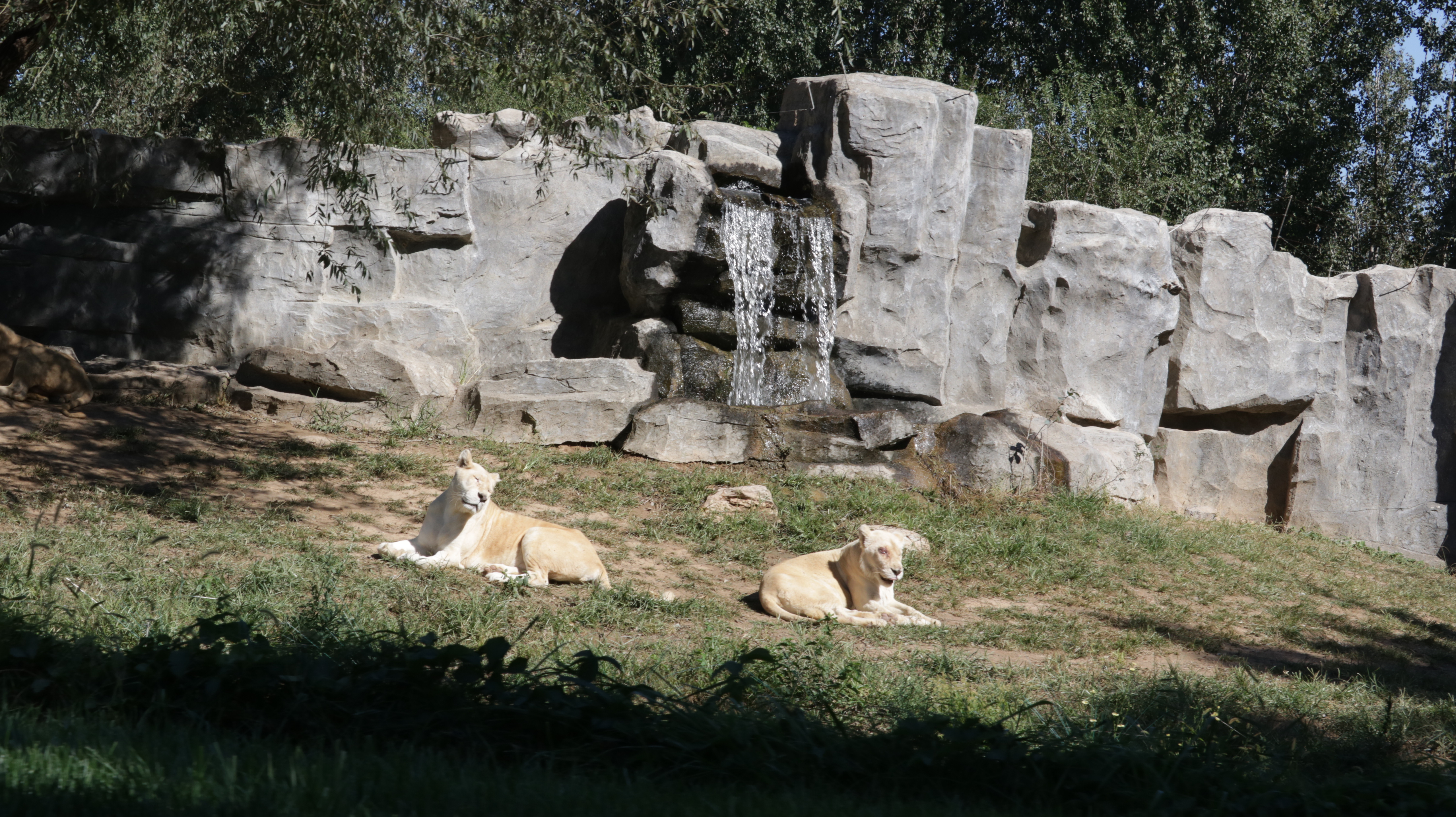 光发心语（F1-F85）：大师之道咏诵「2022年10月5日」#Friendship