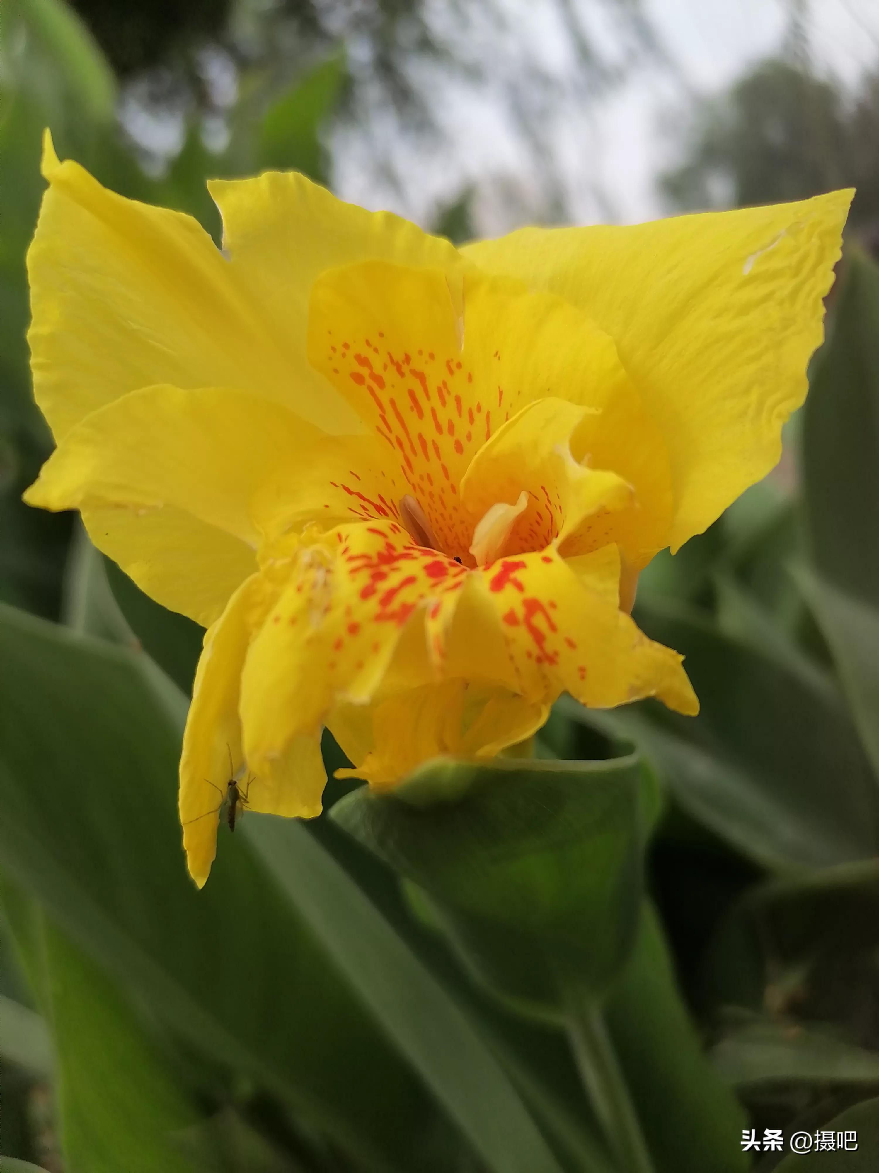 特大新鲜粽叶,大粽叶长在什么地方