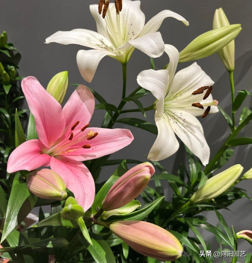 盆栽的百合花怎么养才多开花,庭院种百合花应注意些什么