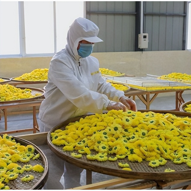 女性补气血养生茶什么时候喝最好,夏季补气血喝什么养生茶最好喝