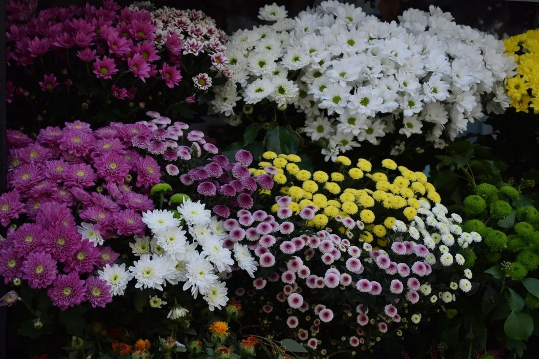 家庭养殖业什么最赚钱,家庭养殖业什么最赚钱最好养的