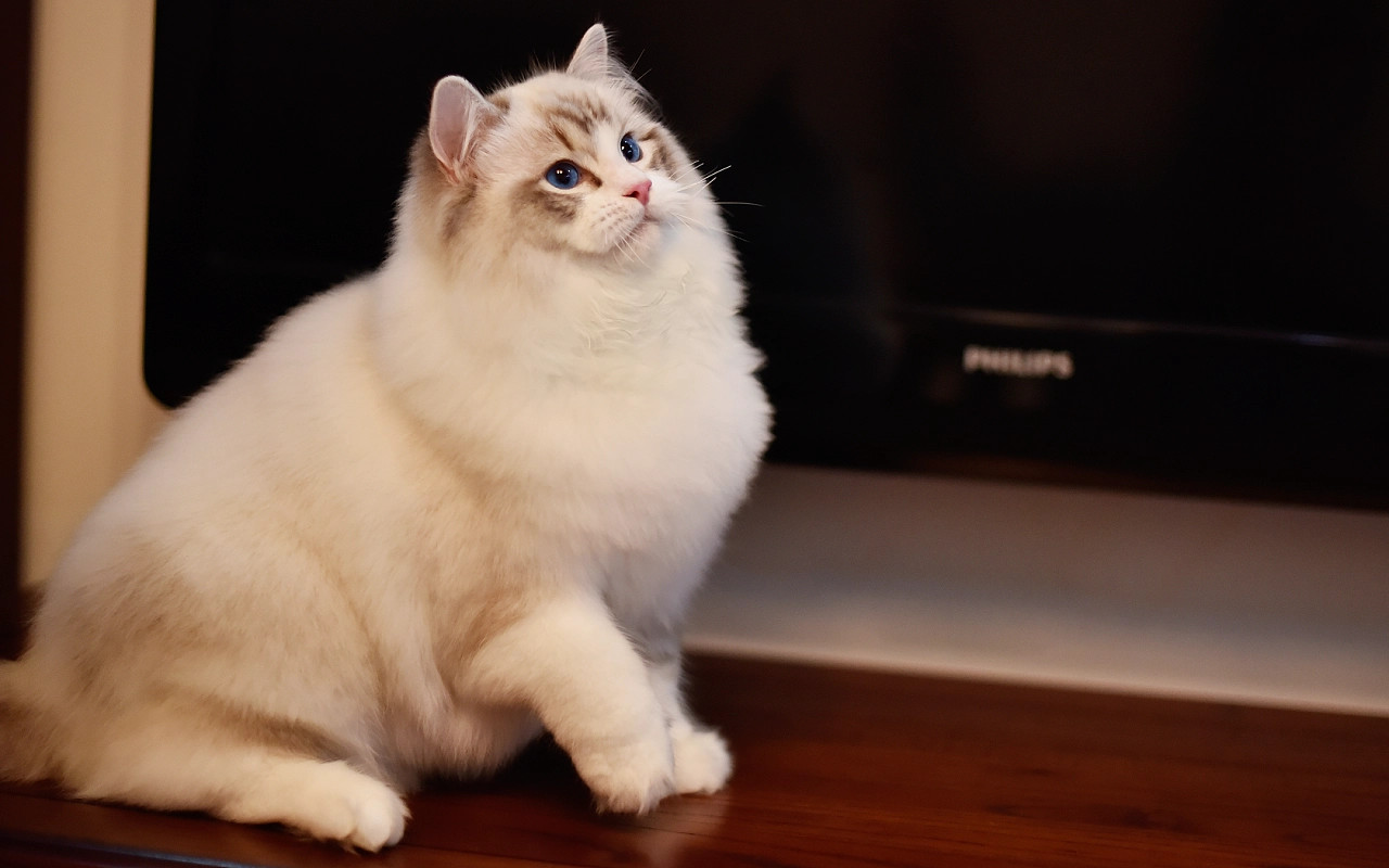 网上买猫真的全部不靠谱吗,猫市场买猫要注意什么