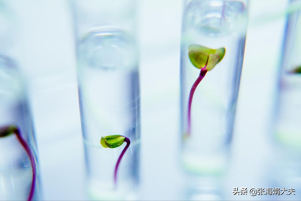 巧克力囊肿术后多久可以备孕,备孕的女性巧克力囊肿要手术吗