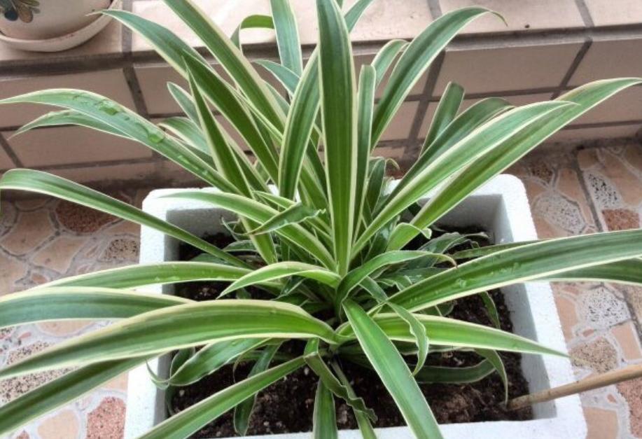 金边吊兰怎样养才能爆盆儿,怎么让金边吊兰快速长出小吊兰