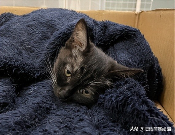 为什么猫咪养着养着就瘦了,猫咪为什么养着养着就发黄了