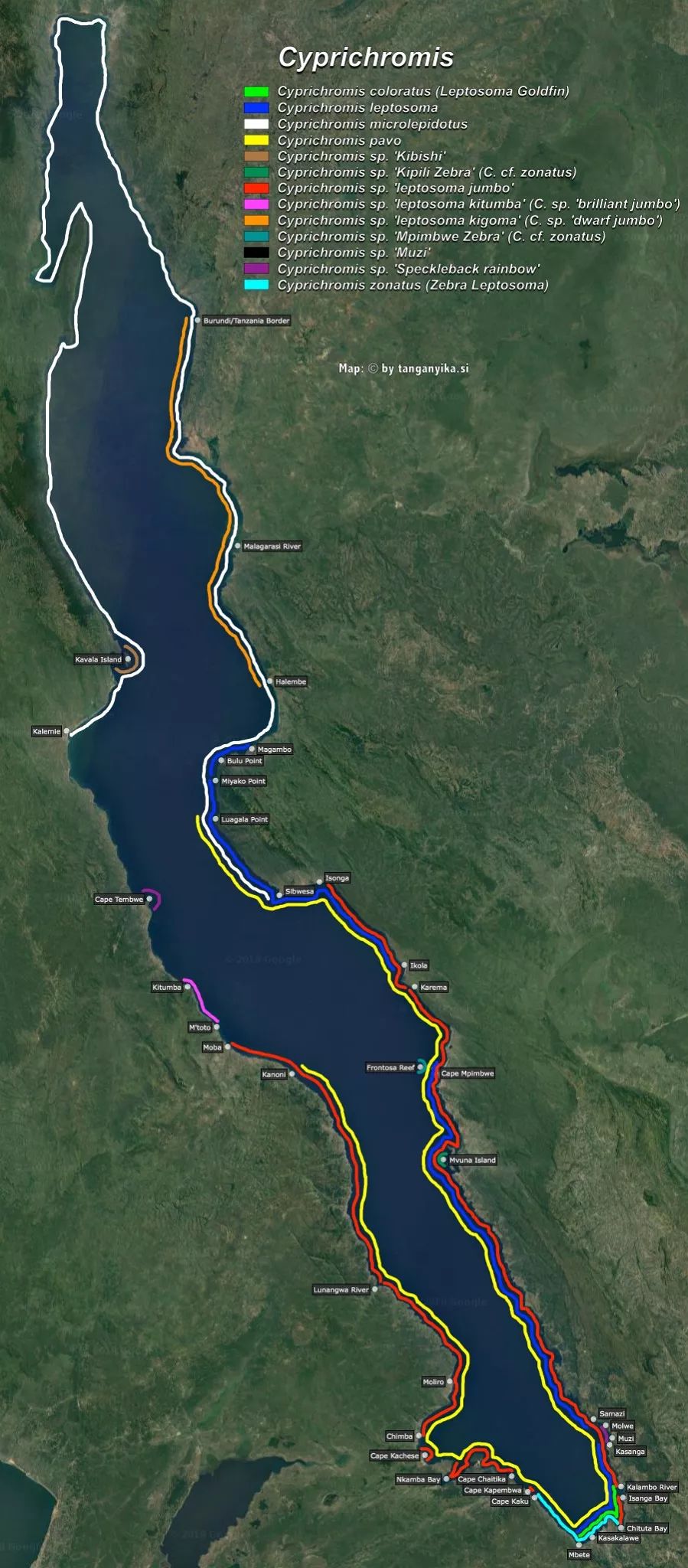 三湖慈鲷杂鲷品种图鉴大全,三湖慈鲷最好看的十种马鲷