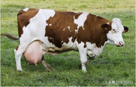 奶牛异常症状的鉴别诊断器,奶牛疾病防治学