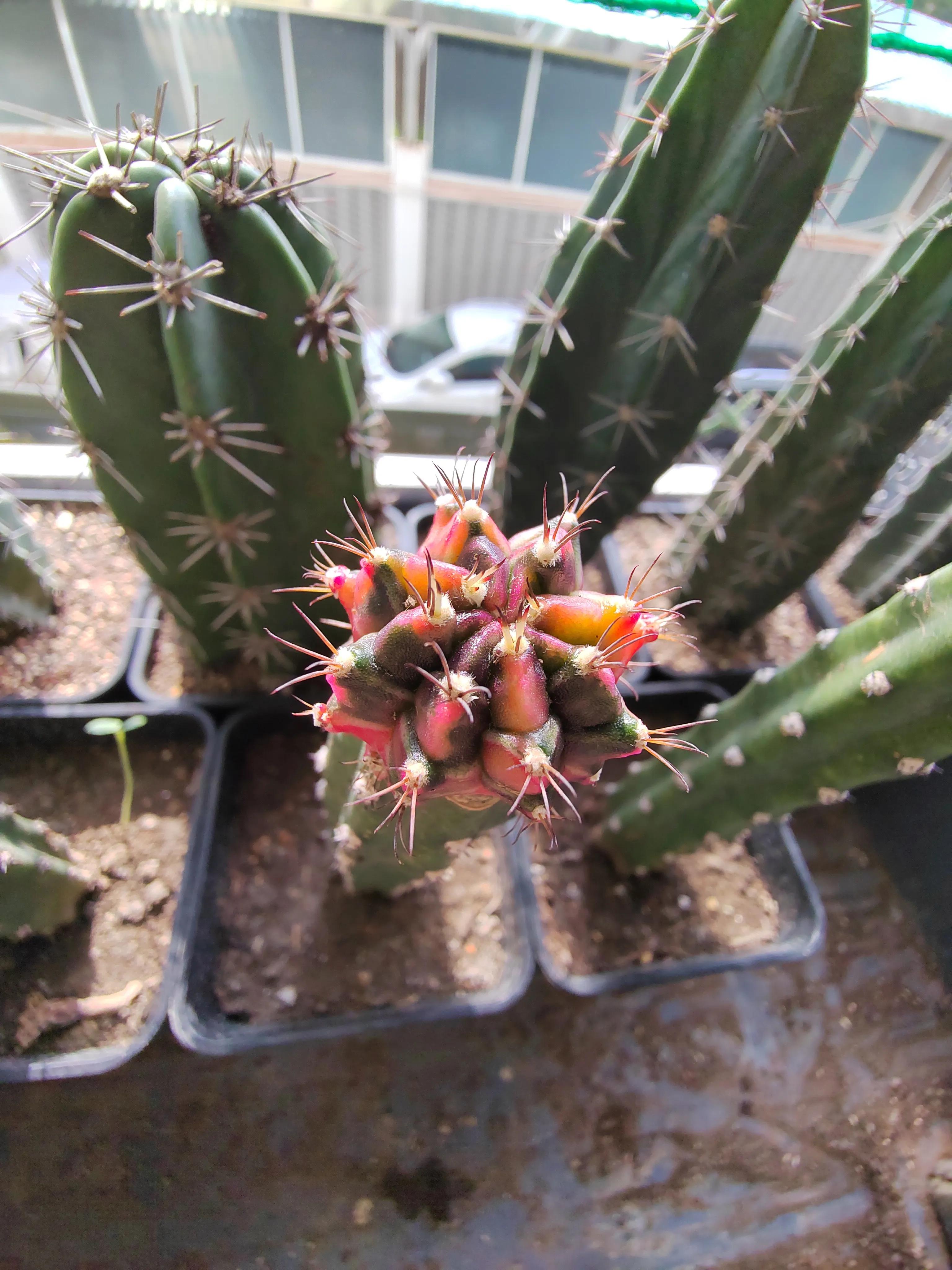 火龙果嫁接仙人球多久拆嫁接膜,火龙果嫁接仙人球后还可以嫁接吗