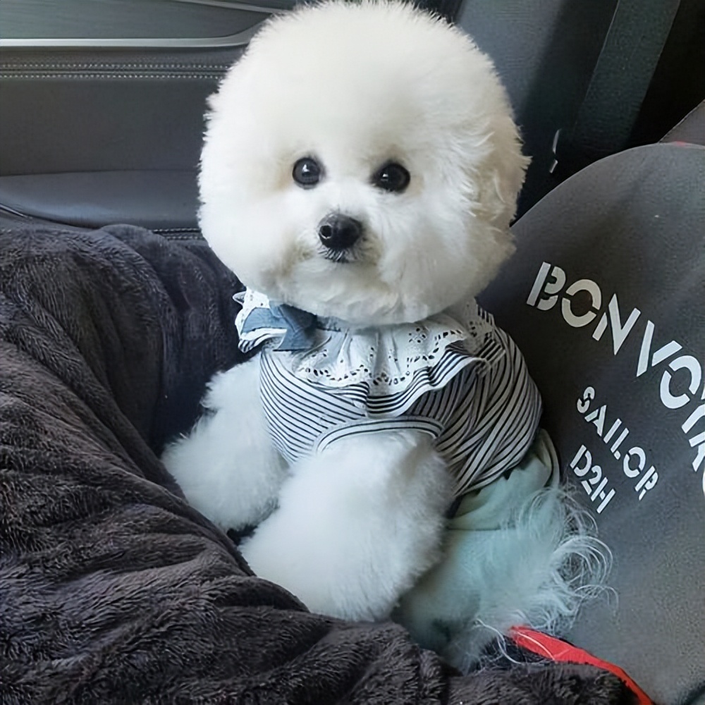 这四种狗味道是最臭的你还养吗,最臭的五种狗排名