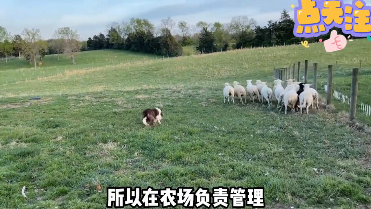 英国古代牧羊犬的寿命长吗,英国古代牧羊犬多少钱一只