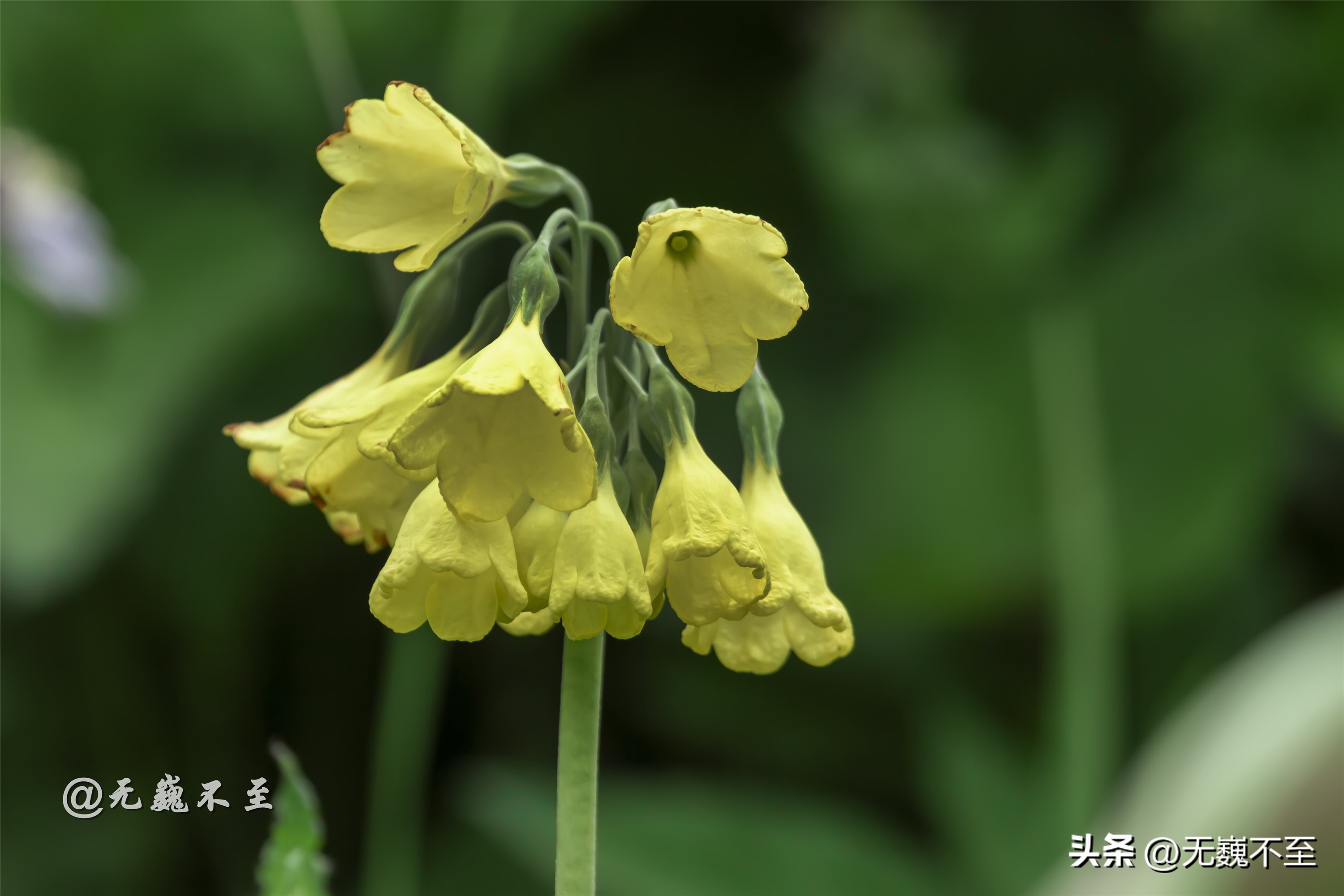 九顶归来不看花，但是这些花名你知道吗？科普一下不就认识啦