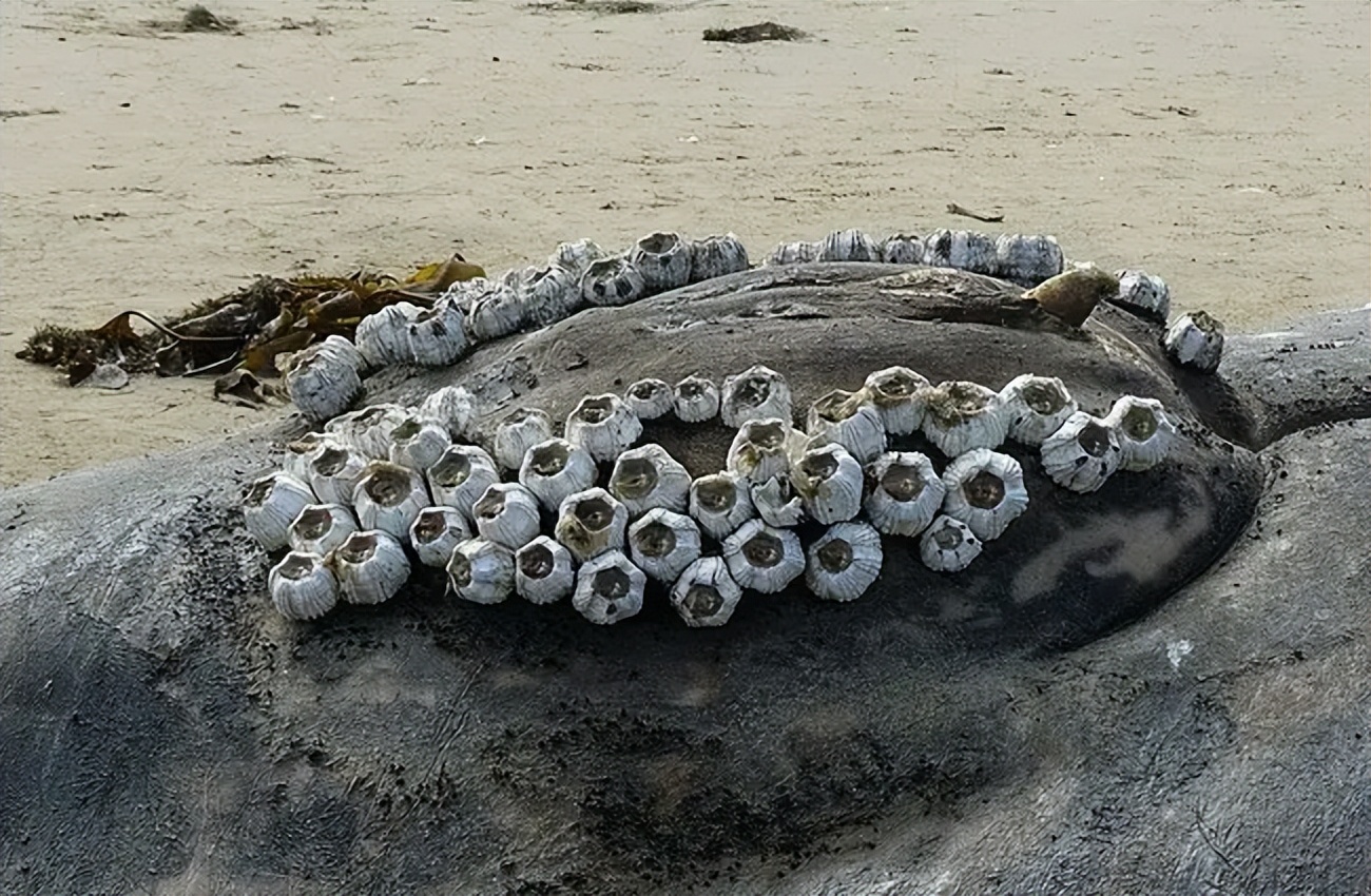 中国人吃藤壶,哪个地方的人吃藤壶