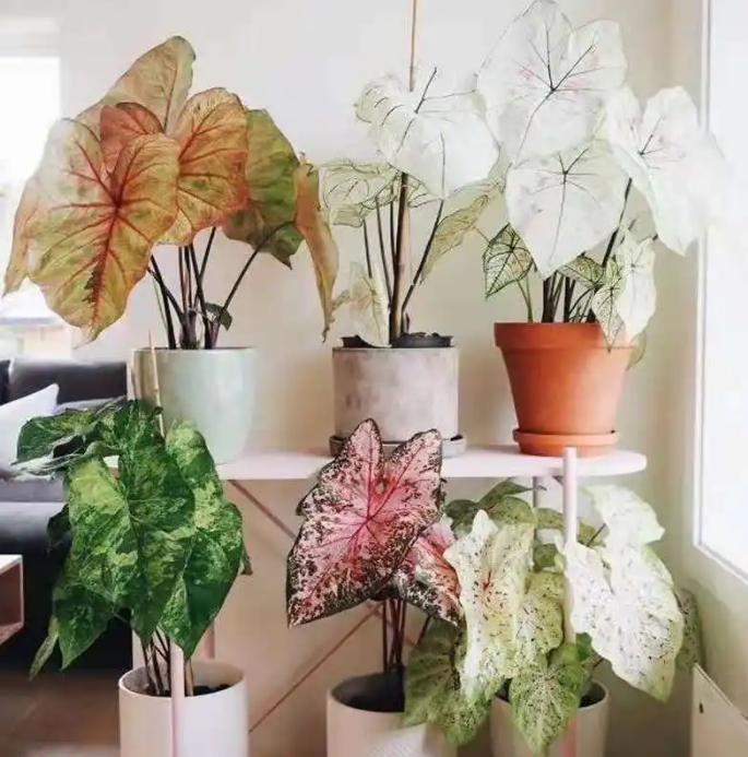 现代风好养的绿植搭配,好养简约风家里绿植