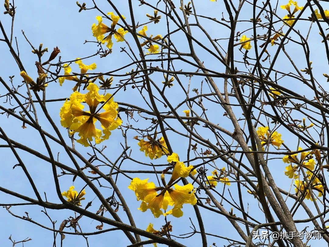 黄花风铃木品种介绍,黄花风铃木生长缓慢