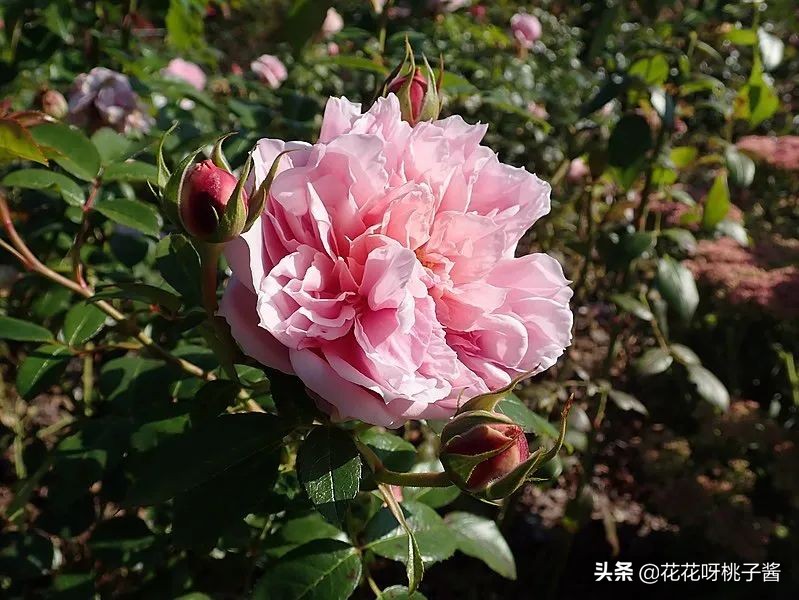 花期特别短暂开放好看的粉色月季,粉色可爱融化你的少女心月季