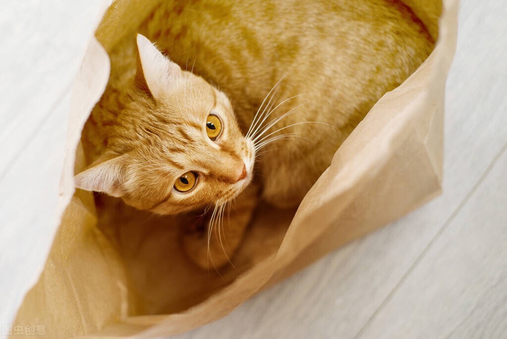 大橘26自己的猫被毒死,还来要我小橘猫,宁愿撕破脸,也得追回来