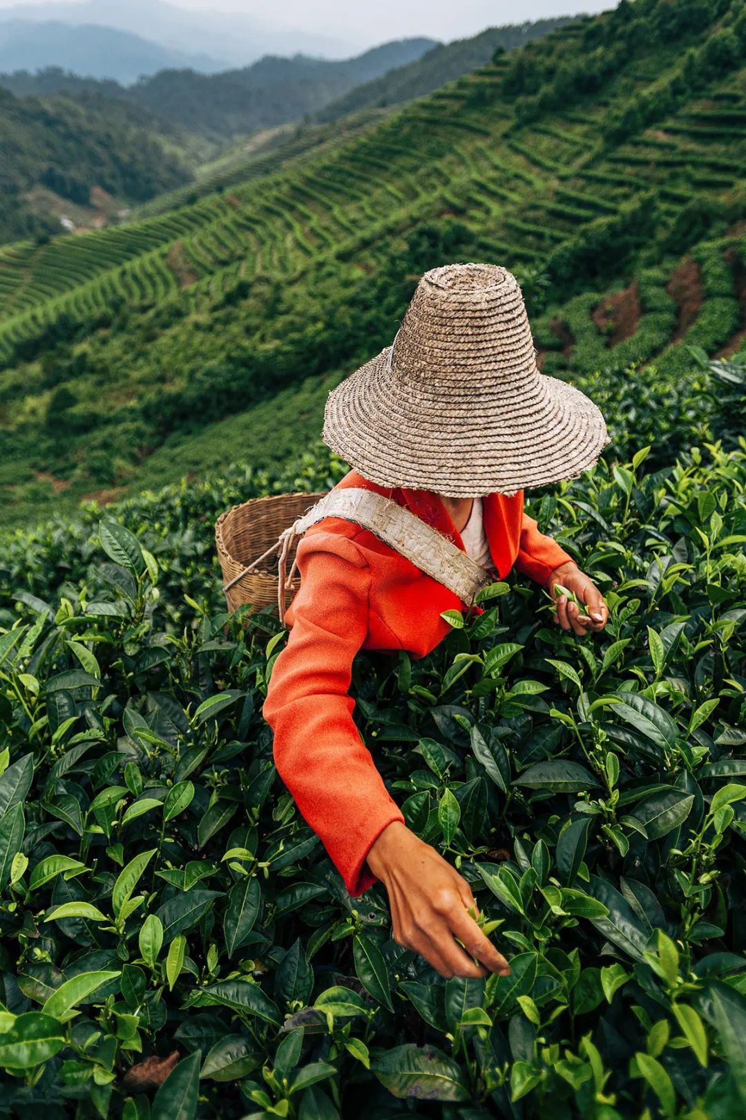 云南小曲清香型,云南小曲