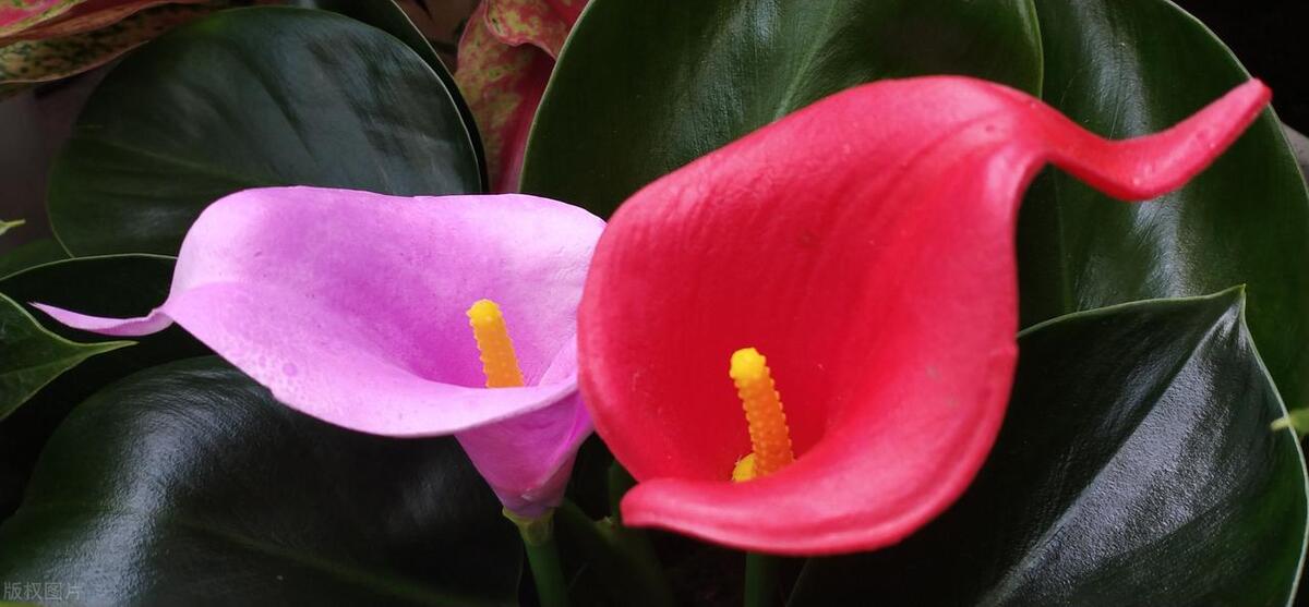 爱到心碎爱到无力是什么歌名,爱到心碎痛到无力原唱